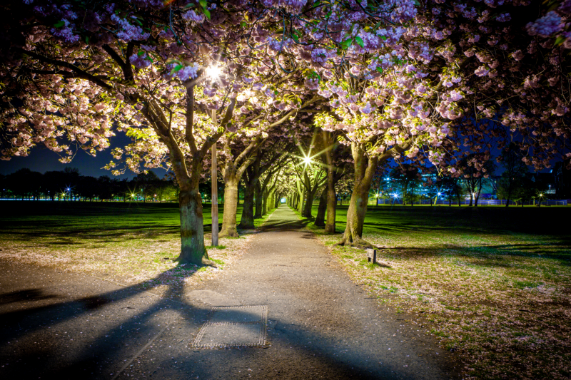 Meadows at Midnight